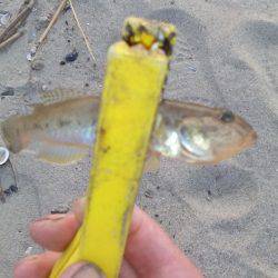 ハゼングからのアジング